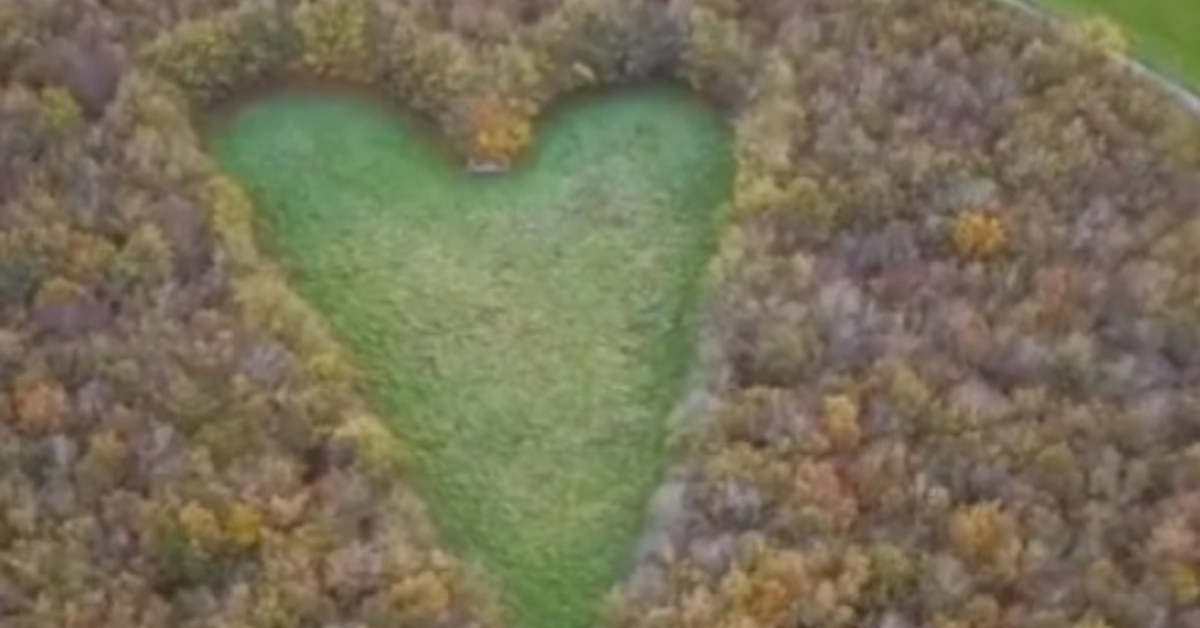 Hustrun dör och maken hedrar henne genom att plantera 6000 ekar för…