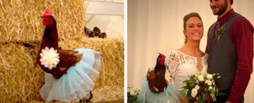 Pollo come damigella d'onore al matrimonio