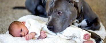 amicizia tra pitbull e neonato