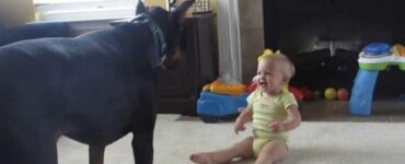 Dobermann e bambina