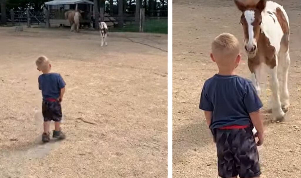 incontro bambino puledro