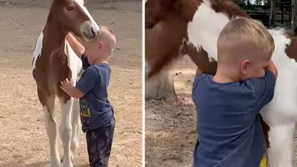 incontro bambino puledro