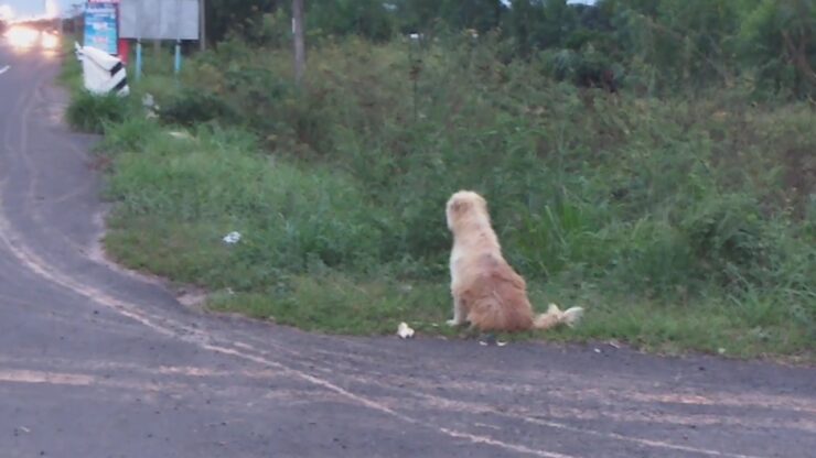 cane padrone