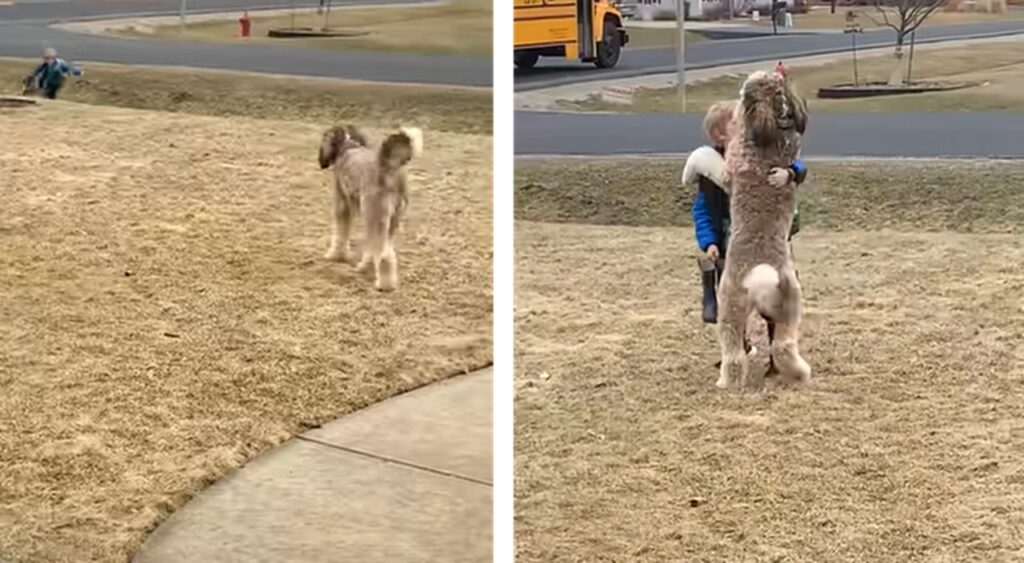 cane bambino scuolabus