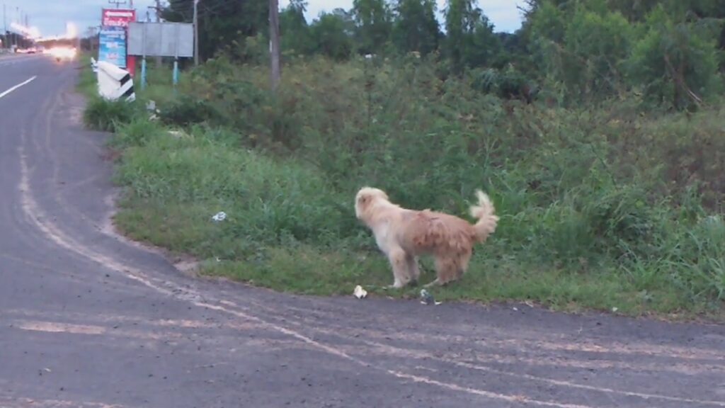 cane padrone