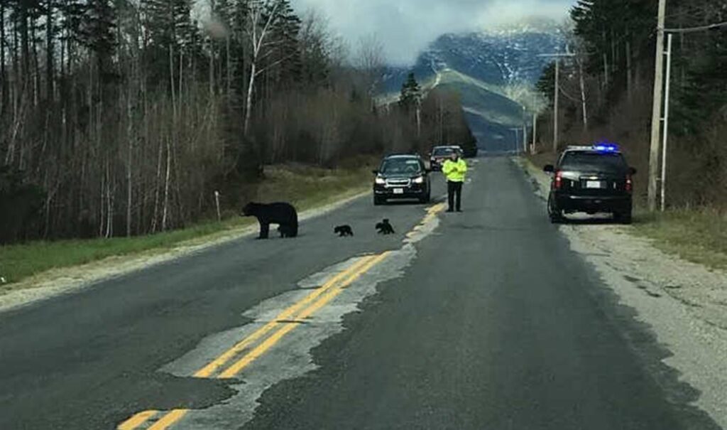 orso strada poliziotto