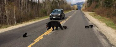 orso strada poliziotto