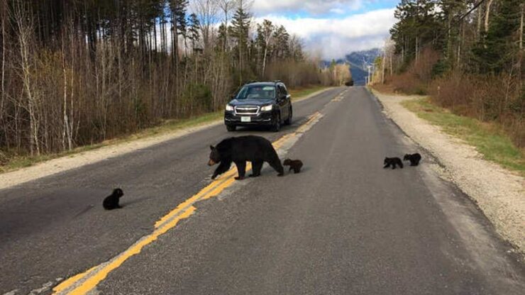 orso strada poliziotto